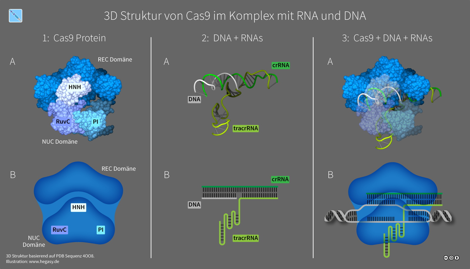 هل تقنية CRISPR آمنة للبشر وما الذي يمكن علاجه بها حالياً - مجمع Cas9