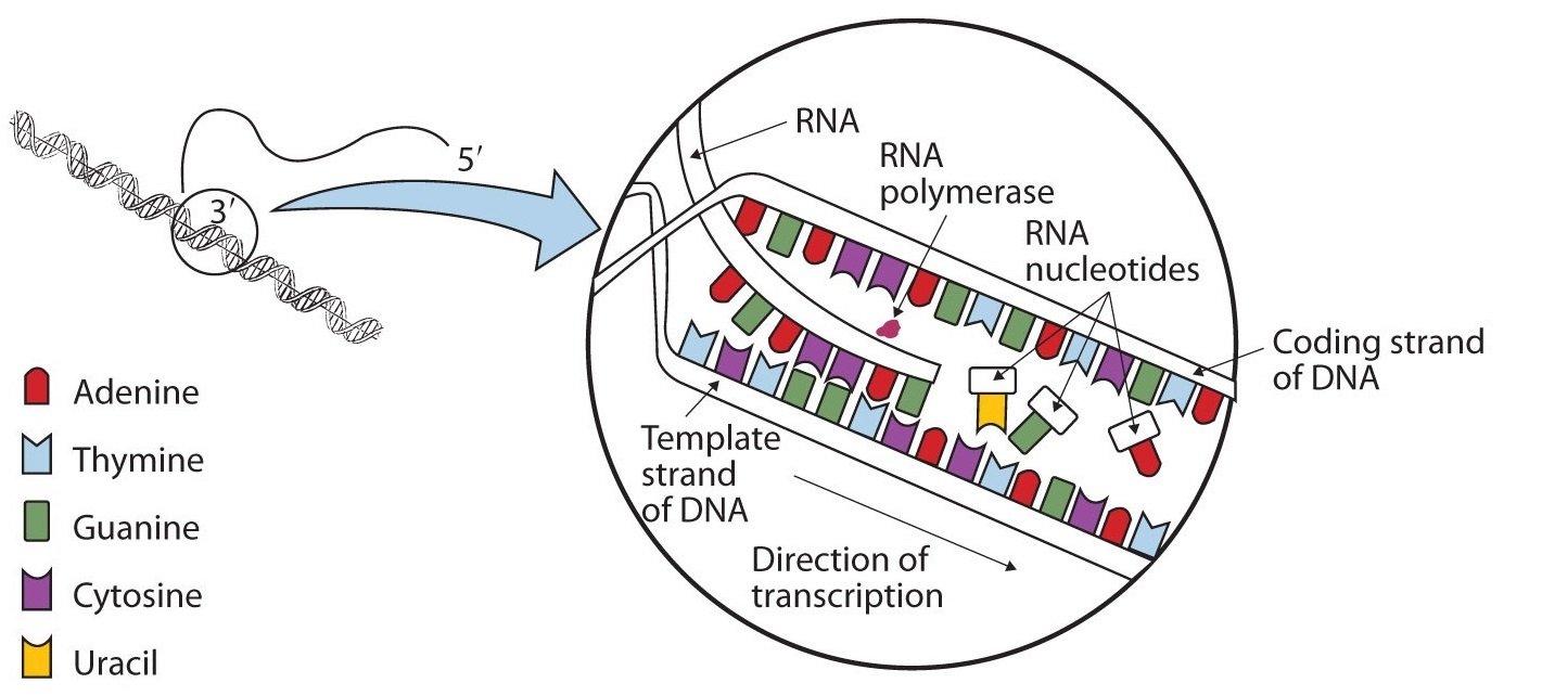 ما الفرق بين DNA و RNA ولماذا يحتاج الجسم الاثنين معاً - نسخ RNA من قالب DNA