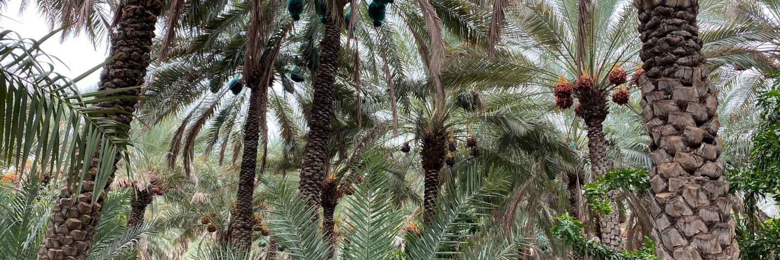 ما هو التنوع الحيوي في البيئة الصحرائية العربية - صورة توضيحية