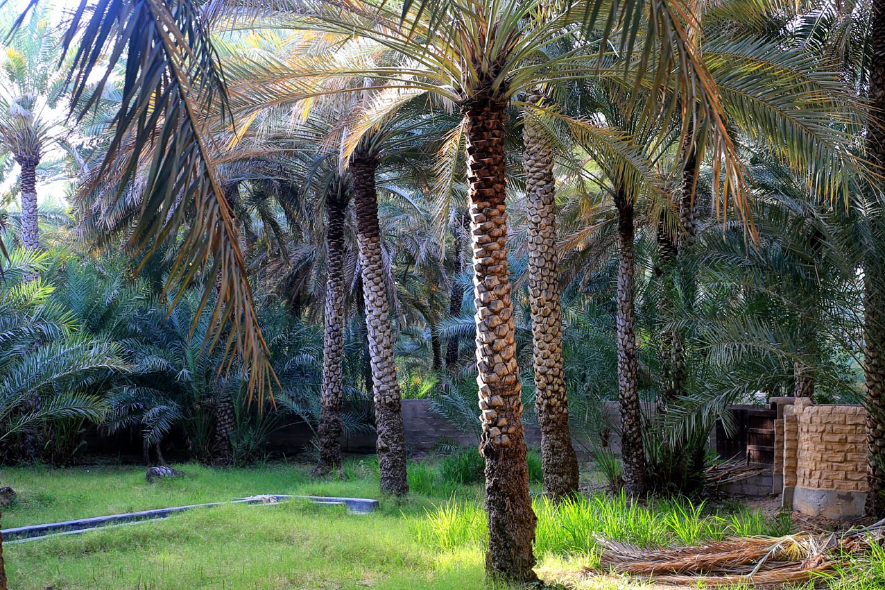 ما هو التنوع الحيوي في البيئة الصحرائية العربية - واحة صحراوية