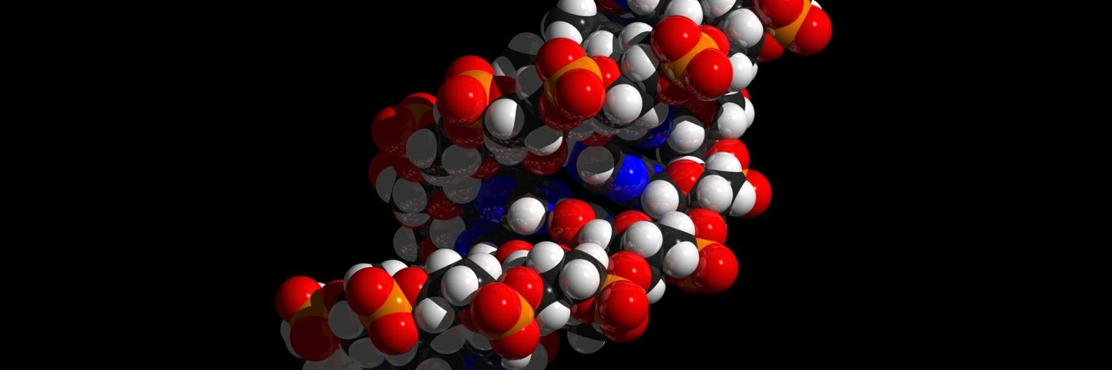 ما الفرق بين DNA و RNA ولماذا يحتاج الجسم الاثنين معاً - لولب الحمض النووي