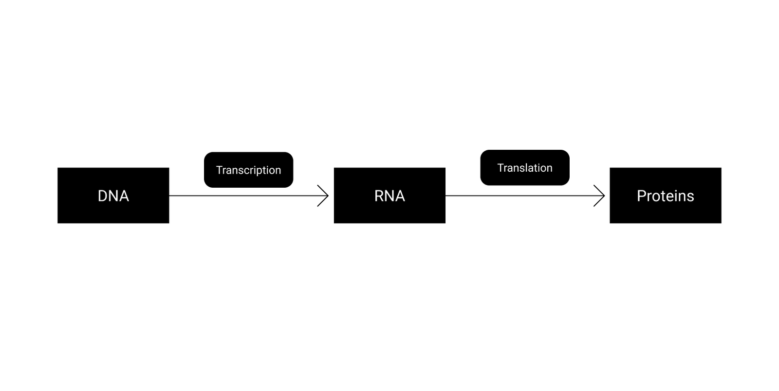 ما الفرق بين DNA و RNA ولماذا يحتاج الجسم الاثنين معاً - الفرق بين DNA و RNA والبروتين