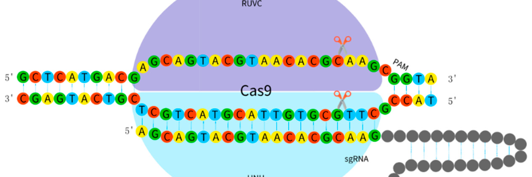 هل تقنية CRISPR آمنة للبشر وما الذي يمكن علاجه بها حالياً - صورة توضيحية